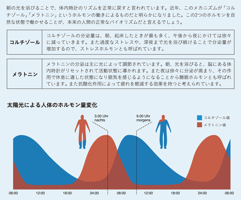 朝の光を浴びることで、体内時計のリズムを正常に戻すと言われています。近年、このメカニズムが「コルチゾール」「メラトニン」というホルモンの働きによるものだと明らかになりました。この2つのホルモンを自然な状態で働かせることが、本来の人間の正常なバイオリズムだと言えるでしょう。コルチゾール　コルチゾールの分泌量は、朝、起床したときが最も多く、午後から夜にかけては徐々に減っていきます。また過度なストレスや、深夜まで光を浴び続けることで分泌量が増加するので、ストレスホルモンとも呼ばれています。メラトニン　メラトニンの分泌は主に光によって調節されています。朝、光を浴びると、脳にある体内時計がリセットされて活動状態に導かれます。また夜は徐々に分泌が高まり、その作用で休息に適した状態になり眠気を感じるようになることから睡眠ホルモンとも呼ばれています。また抗酸化作用によって疲れを軽減する効果を持つと考えられています。太陽光による人体ホルモン量変化